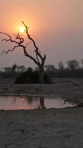swissvoyagers Instagram post about Botswana safari destinations