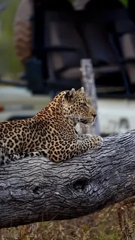 swissvoyagers Instagram post about Botswana safari travel tips