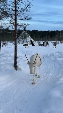 swissvoyagers Instagram post about Lapland reindeer experience