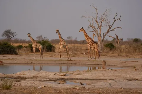 swissvoyagers Instagram post about Botswana wildlife destinations