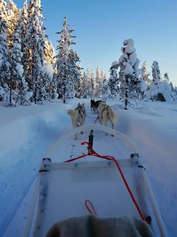 swissvoyagers Instagram post about Ethical husky sledding
