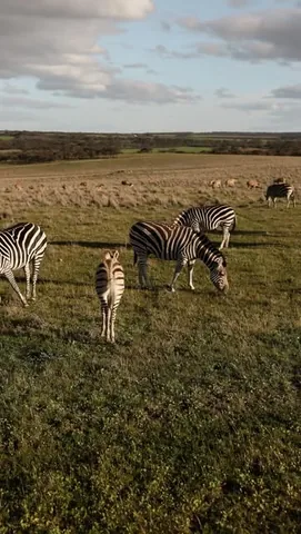 takeus_withyou Instagram post about Safari experience