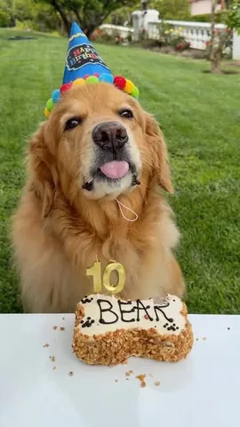 thatgoldendog Instagram post about Dog birthday