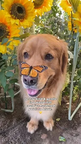 thatgoldendog Instagram post about Golden retriever companionship