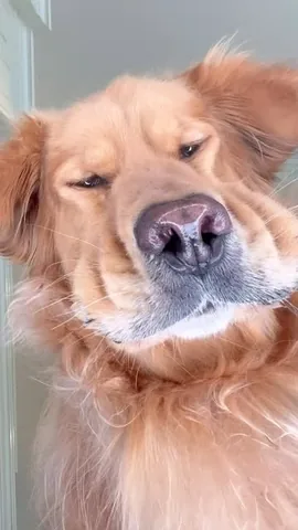 thatgoldendog Instagram post about The Farmer’s Dog food