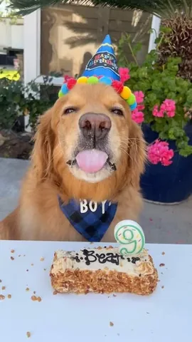thatgoldendog Instagram post about Senior dog aging