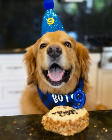 thatgoldendog Instagram post about Dog birthday
