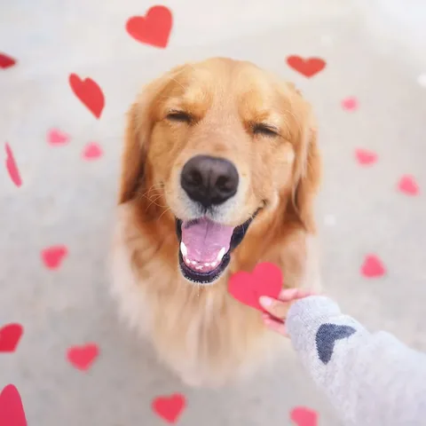thatgoldendog Instagram post about Valentine’s Day