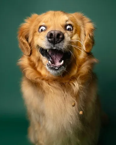 thatgoldendog Instagram post about Dog treats