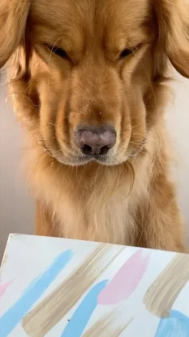 thatgoldendog Instagram post about Dog photography setup
