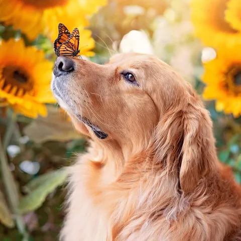 thatgoldendog Instagram post about Dogs and butterflies