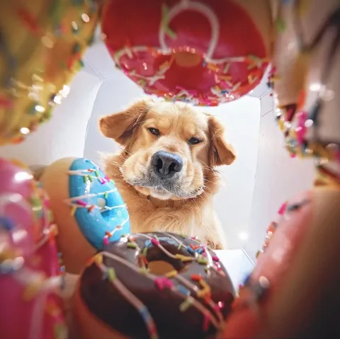 thatgoldendog Instagram post about Dog and donuts