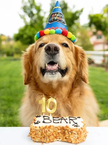 thatgoldendog Instagram post about Dog birthday