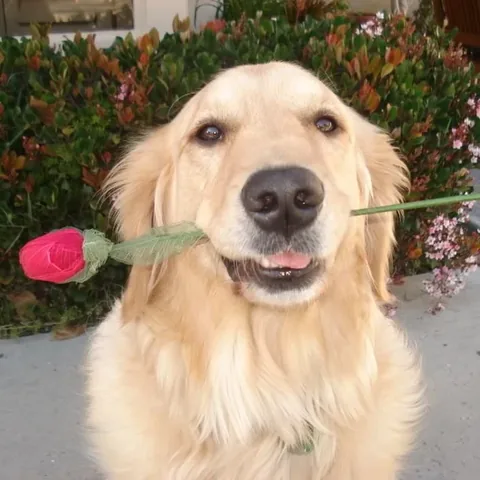 thatgoldendog Instagram post about Dog photography history