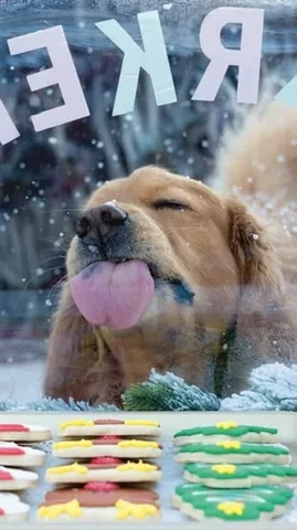 thatgoldendog Instagram post about Christmas with a dog