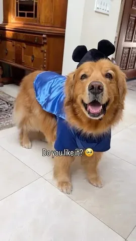 thatgoldendog Instagram post about Dog Halloween costume
