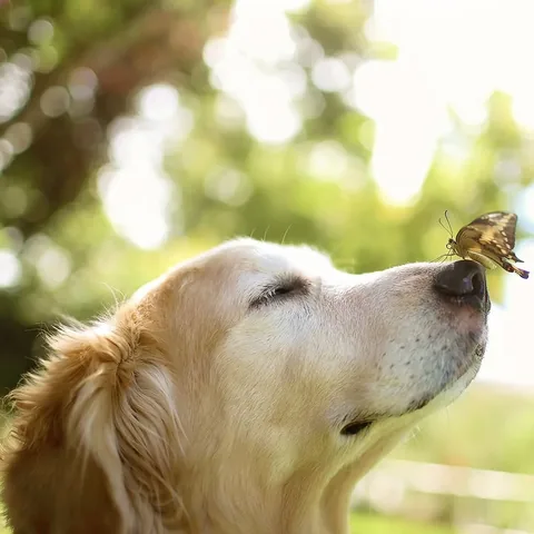 thatgoldendog Instagram post about Memorial for Champ