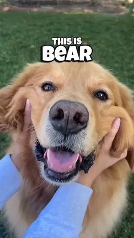thatgoldendog Instagram post about The Farmer’s Dog food