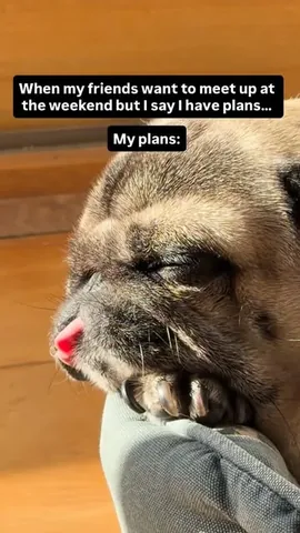 thebatmanpug Instagram post about Dog behavior