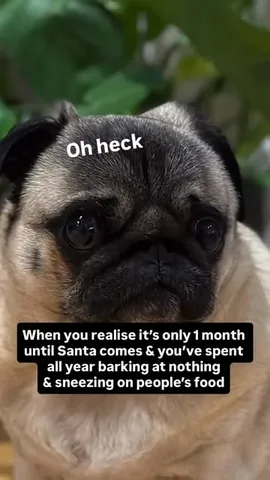 thebatmanpug Instagram post about Problem solving