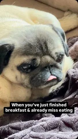 thebatmanpug Instagram post about Heartbreak