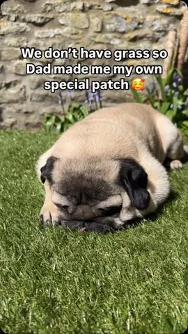 thebatmanpug Instagram post about Sunshine