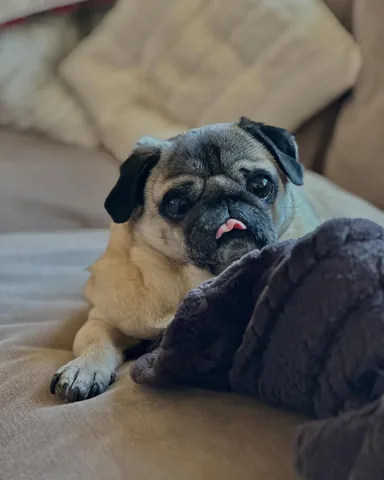 thebatmanpug Instagram post about Food disappointment