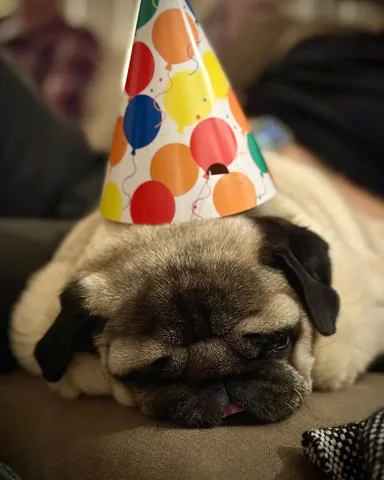 thebatmanpug Instagram post about Birthday celebration