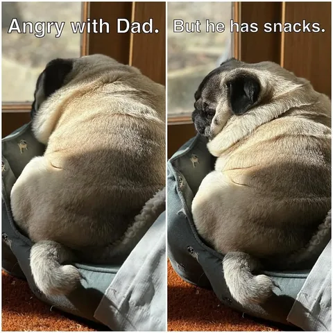 thebatmanpug Instagram post about Dog and owner relationship