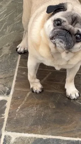 thebatmanpug Instagram post about Dog personality