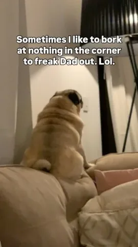 thebatmanpug Instagram post about Humor
