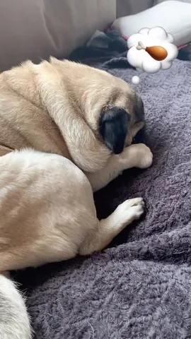 thebatmanpug Instagram post about Pug dreams