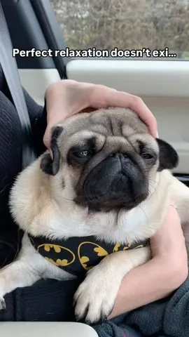 thebatmanpug Instagram post about Relaxation