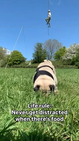 thebatmanpug Instagram post about Food preference