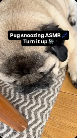 thebatmanpug Instagram post about Dog dreams