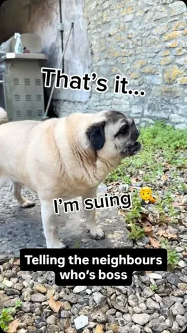 thebatmanpug Instagram post about Dog behavior