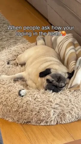 thebatmanpug Instagram post about Hot weather