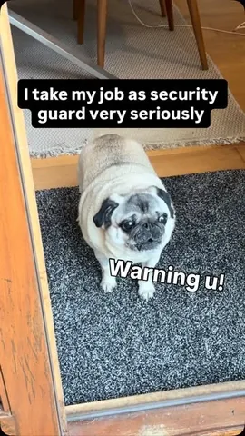 thebatmanpug Instagram post about Dog personality
