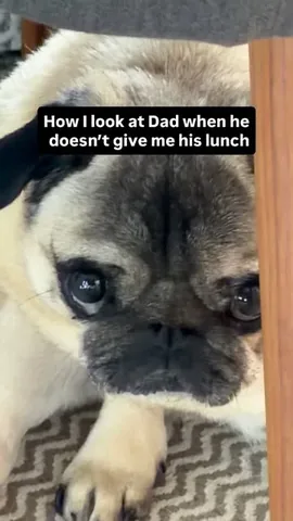 thebatmanpug Instagram post about Emotional reaction