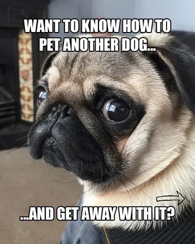 thebatmanpug Instagram post about Advice