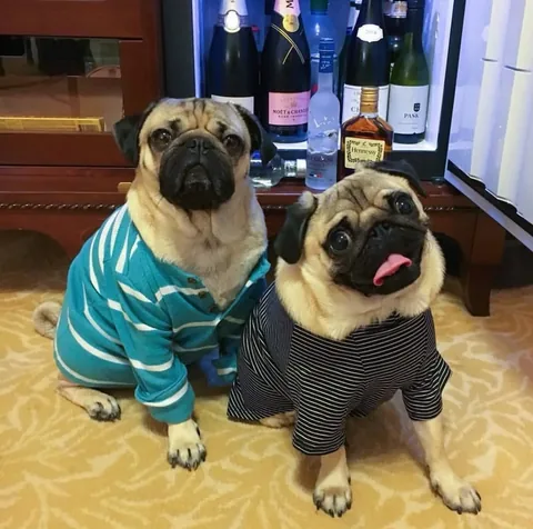 thebatmanpug Instagram post about Personal history