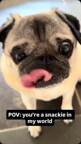 Batman The Batpug Instagram post thumbnail