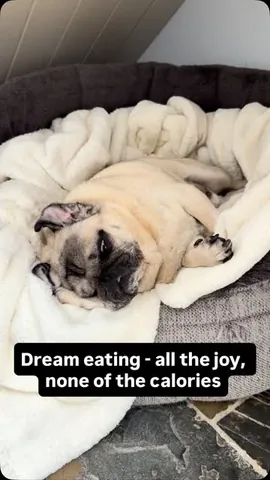Batman The Batpug Instagram post thumbnail