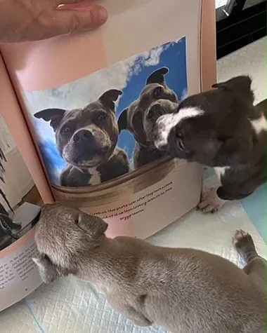 the_blueboys Instagram post about Dog rescue moment