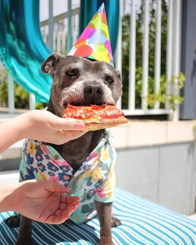the_blueboys Instagram post about Pet birthday remembrance
