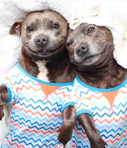 the_blueboys Instagram post about Dog rescue fundraising