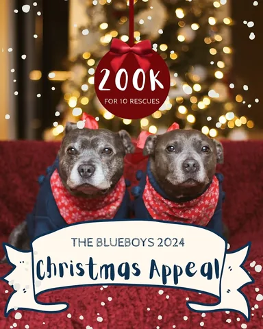 the_blueboys Instagram post about Dog rescue fundraising