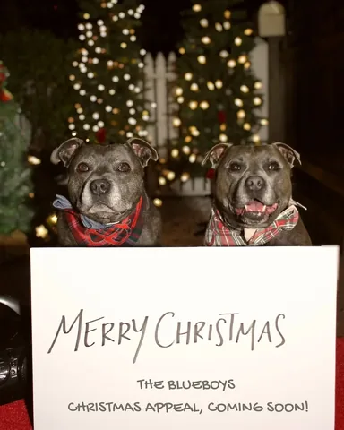 the_blueboys Instagram post about Fundraising campaign preview