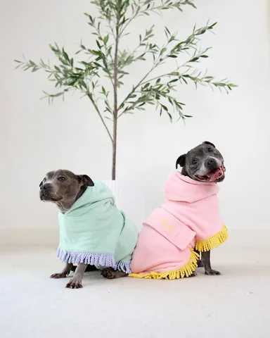 the_blueboys Instagram post about Dog apparel product promotion