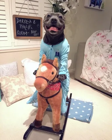 the_blueboys Instagram post about Pet throwback